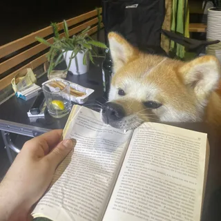 Бу, фотография