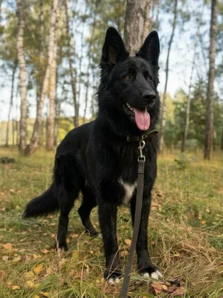 Кекс, фотография