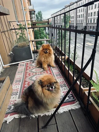 Бруно, фотография