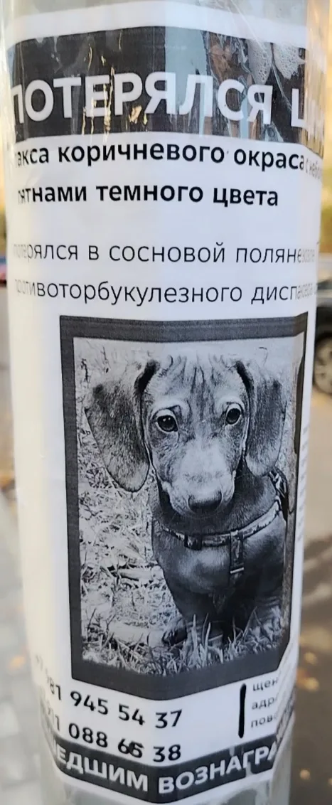 Луи, фото 2