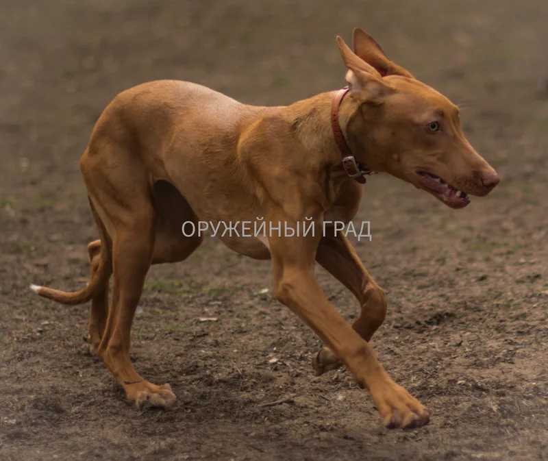 Анна, фотография