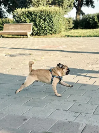 Персей, фотография