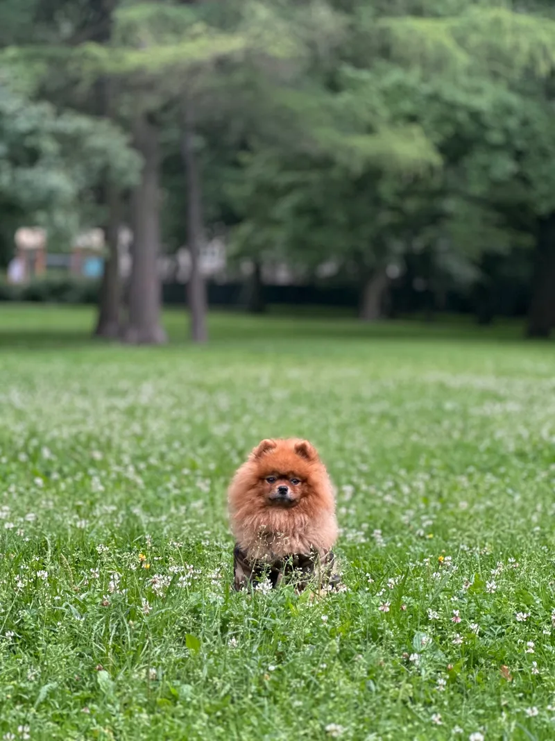 Динеш, фотография