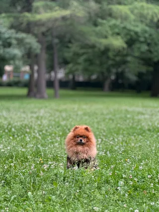 Бруно, фотография