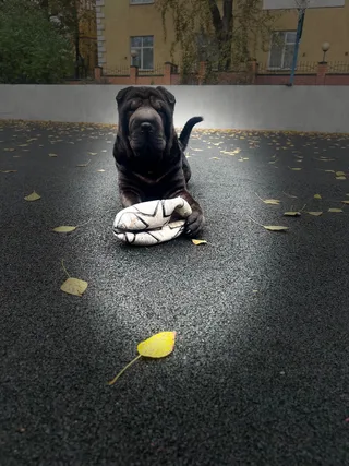 Толстый, фотография