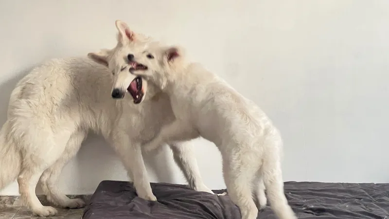Даша, фотография