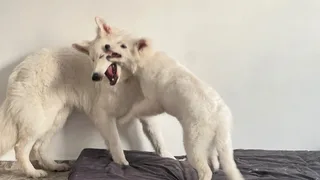 Лотта, фотография
