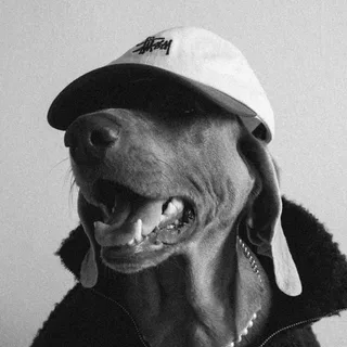 Робин, фотография
