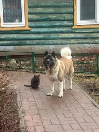 Энджер, фотография