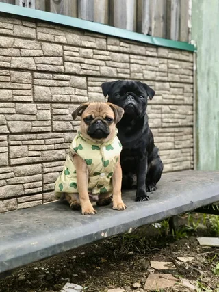 Персей, фотография