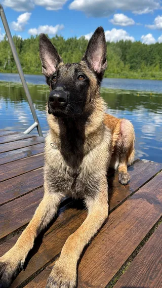 Бандит, фотография
