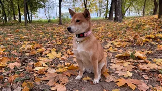 Лика, фотография