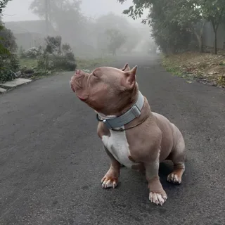 Лилу, фотография
