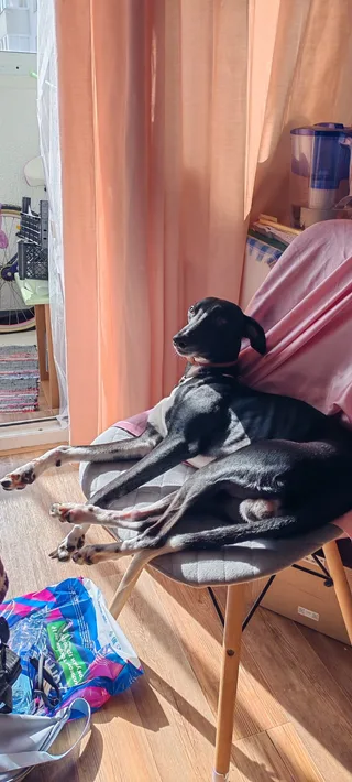 Грог, фотография