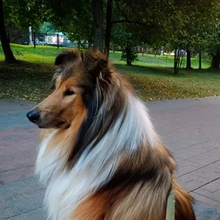 Билли, фотография