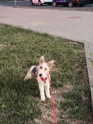 Рокси, фотография