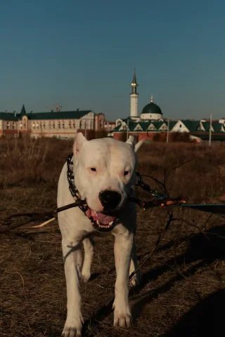 Буз, фотография