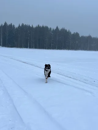 Доминик, фотография
