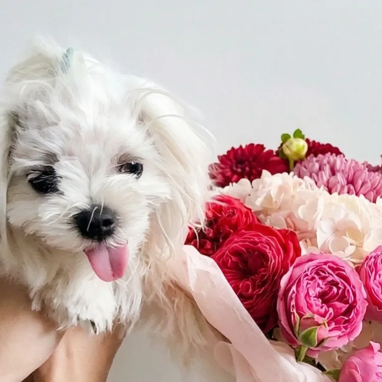 Виктория, Джесси и Зефир🐶🐩❤️, фотография
