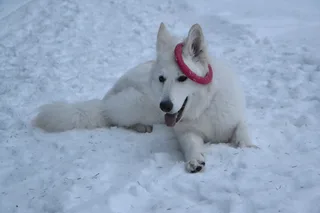 Лотта, фотография