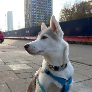 Гектор, фотография