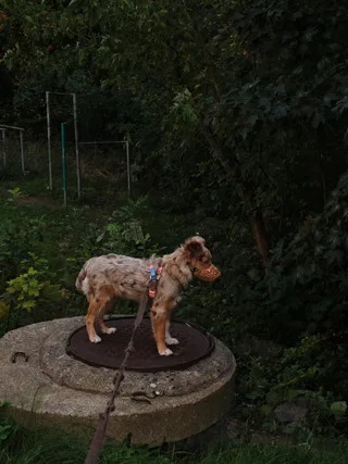 Моня, фотография