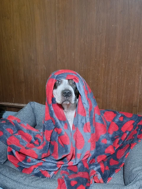 Леон, фотография
