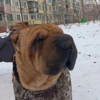 Руна, фотография