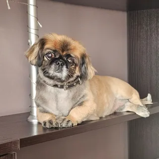 Боня, фотография