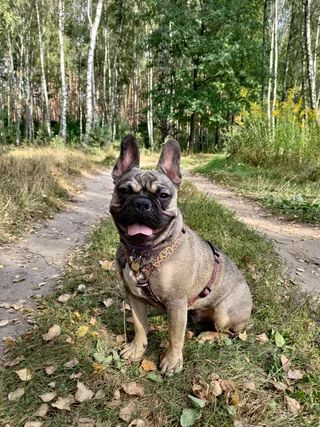 Финик, фотография