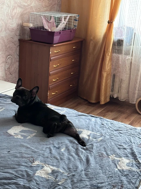 Честер, фотография