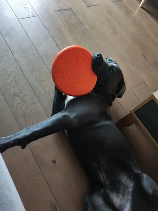Бьёрн, фотография