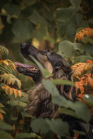 Балу, фотография