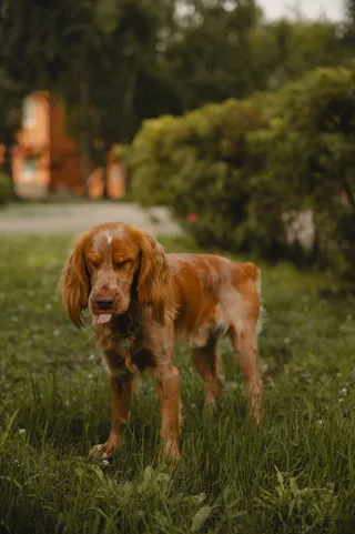 Рэй, фотография