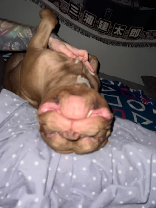 Бэмби, фотография