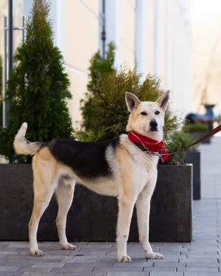 Флойд, фотография