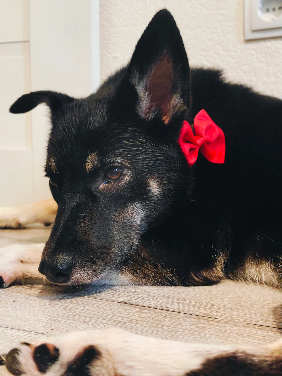 Яго, фотография