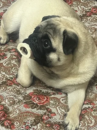 Лео, фотография