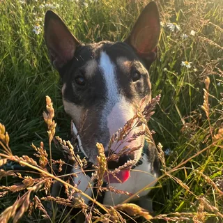 Вел, фотография