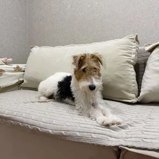 Оливка, фотография