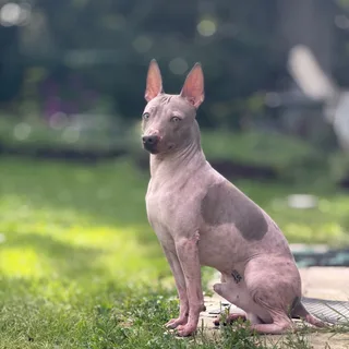 Фарадей, фотография