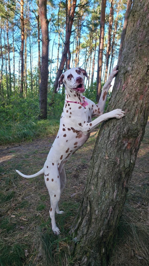 Роксолана, фотография
