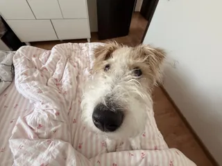 Рокси, фотография