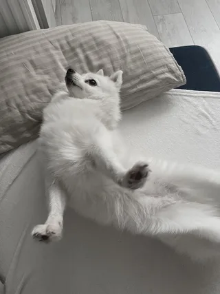 Сейвер, фотография