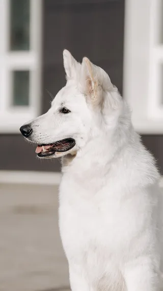 Лотта, фотография