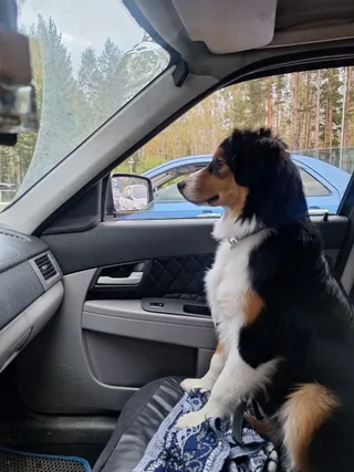 Фин, фотография