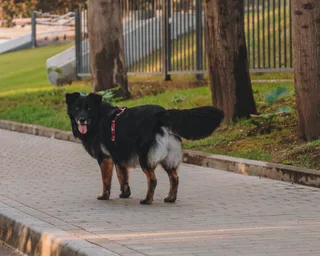 Брюс, фотография