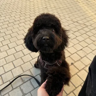 Джия, фотография