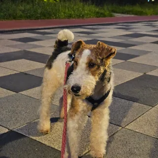Арэс, фотография