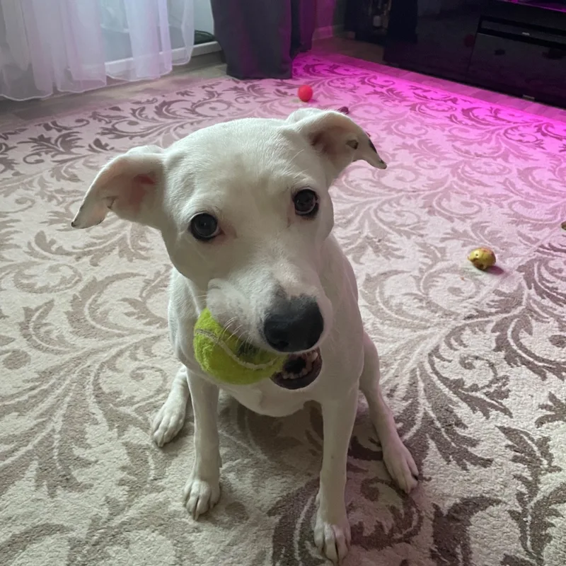 Станислав, фотография
